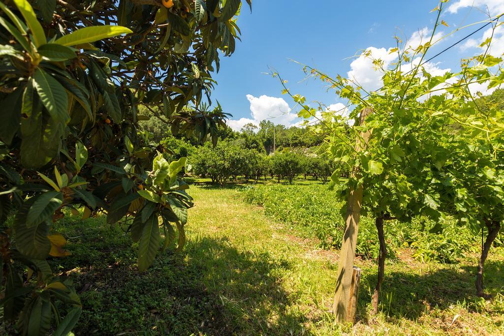 Konavle Apartments Zlatovisce Gruda Extérieur photo